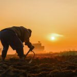 पानौतीमा जाडोयामको आलु खेतीमा व्यस्त किसान ( तस्बिरहरु)