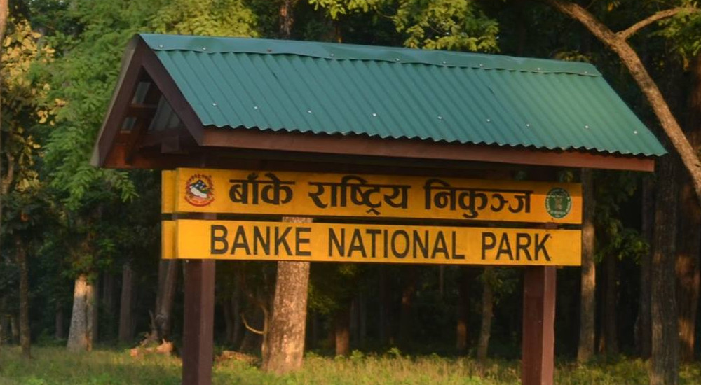 बाँकेको सैयापुरमा पदयात्रा र बाँके निकुञ्जमा जङ्गल सफारी सुरू